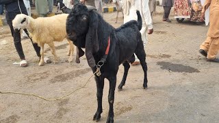 Wednesday Latest Update Rate Kch Khas Nhi Ta Aj Lahore Bakra Mandi Shahpur Update Sj Livestock [upl. by Bokaj]