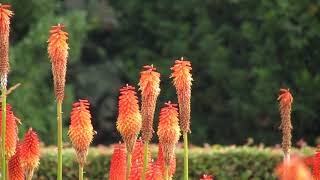 Kniphofia Alcazar [upl. by Oicaro975]