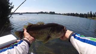 Spanaway Lake Washington 64lber [upl. by Nailij]