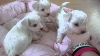 Bichon frisée x Bolognese puppies Maltese 4 weeks old [upl. by Eahsal]