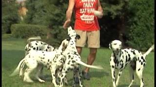 The Dalmatian  Pet Dog Documentary English [upl. by Tioneb]