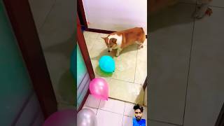 Cute ha 🥰 corgi dog funny cute animal pet [upl. by Mcquoid965]