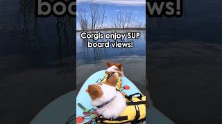 Corgis enjoy supboard views dog corgi china travelinchina supboard [upl. by Rialcnis782]