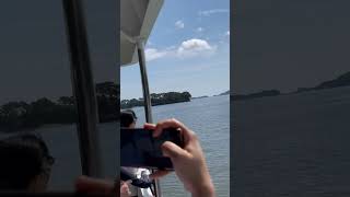 Matsushima Bay in Japan 🇯🇵 japan shortsvideo [upl. by Alius]