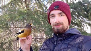 A Rare Interloper  The Evening Grosbeak [upl. by Annyrb]