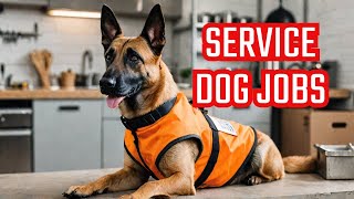 Belgian Malinois Jobs You Never Knew Existed  Dog Training  Guard Dogs [upl. by Aivull]