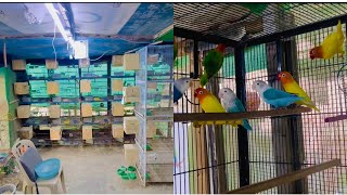 Bird aviary ma Breeding Box bhi laga diya🕊️🦜❤️ Ab season ka maza ana wala ha❤️🦜🕊️🌳 [upl. by Kassandra]