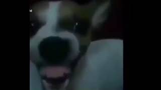 Dog laughing meme [upl. by Abel]