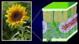 Anatomy of Dicot Leaf  Sunflower Leaf [upl. by Odraude]