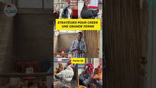 P06 Comment CRÉER VOTRE FERME Voici les stratégies pouletgoliath investiraupays agriculture [upl. by Roberson]