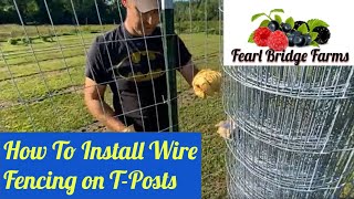 How to Install Welded Wire Fencing on TPosts Berry Patch Expansion [upl. by Erait]