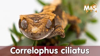 Die Wiederentdeckung der Kronengeckos  Correlophus ciliatus [upl. by Atteuqal386]