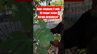 Daun singkong yang berdaun 9 kalo di tempat kalian berapa [upl. by Adliw]