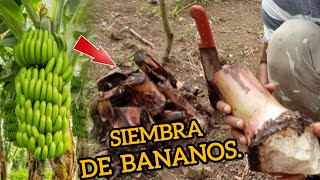 SEMBRÉ ESTAS PLANTAS DE GUINEO MIENTRA LIEMPIABA EL SUELO Episodio 1 [upl. by Eimak]