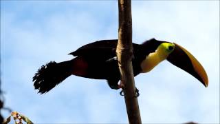 Tucan Cantando [upl. by Tegdig]