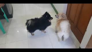 EightBear X Bella  How a Pomeranian Stud is Being Done  Pomeranian Breeding [upl. by Aymer733]