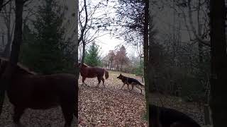 Ale Basia miała dzisiaj energii 🤣 horse horsy sso dlaciebie funny hobby starstable konie [upl. by Rosenkrantz]