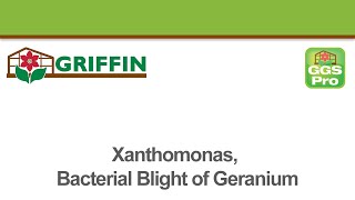 Xanthomonas Bacterial Blight of Geranium [upl. by Sorkin]