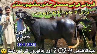 Maweshi Mandi New Updates 10 6 2024  Cow Mandi 2024  Munsif Khan Vlog [upl. by Reteid729]