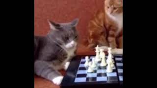 Dog vs Cat Chess Tournament [upl. by Larred]