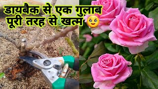 गुलाब को डाइबैक लगने से कैसे बचाएं  Dieback कारण amp निवारण  Rose Dieback Desease CausesampTreatment [upl. by Freya]