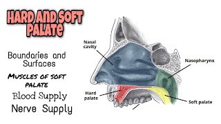 Hard and Soft Palate Complete Anatomy  Super easy explanation  Minahil ft Medical [upl. by Ynehpets]