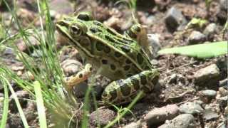 Northern Leopard Frog Lithobates pipiens [upl. by Aissirac]