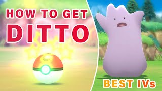 Where to Catch Ditto with BEST IVs ► Pokemon Brilliant Diamond  BDSP [upl. by Ilek688]