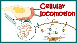 Cell locomotion  cell motility  cell migration  RhoRacCdc42 signaling in cell locomotion [upl. by Loeb]