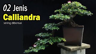 2 Jenis Kaliandra Paling Sering Dibuat Bonsai [upl. by Carson771]