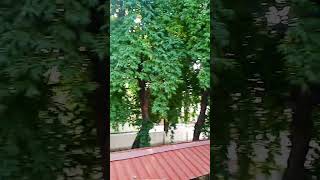 Lahrati hoa bahe shorts shoertsvideo ytshorts hindihitsong [upl. by Ydissac597]