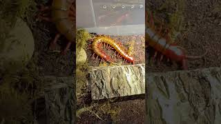 Giant Centipede Scolopendra Dehaani sp Cherry Red [upl. by Babbette320]