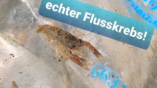 Ich habe einen Teichkrebs  Flusskrebs im Gartenteich gefunden [upl. by Terces240]