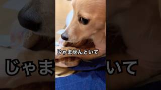 49 じゃませんといて。端っこいい感じなんよ チワックス ミックス犬 チラ見 ダックス 犬 [upl. by Kelsi288]