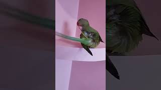 My alexandrine parrot removing their molted feathers alexanderparrot babyparrot parrot molting [upl. by Animrac]