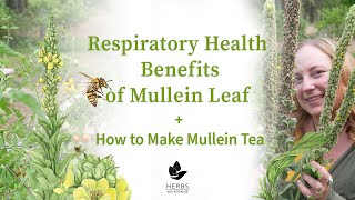 Respiratory Health Benefits of Mullein Leaf  How to Make Mullein Tea [upl. by Eecak]