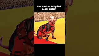 🤢Ugly Dog in the worlddeadpooledite marvel deadpoolfight deadpool3 cosplay mcu [upl. by Acimehs]