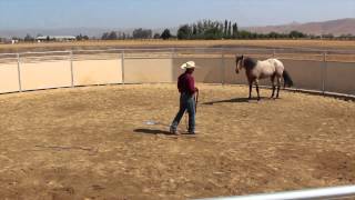 Bucking Roan QH mare [upl. by Aldin]