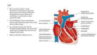 hjertet cor kredsløbet anatomi og fysiologi sosu fag sygepleje [upl. by Brande]
