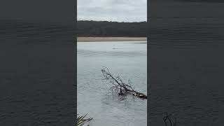 Lake Conjola 6 foot Juvenile Great White Shark 3 youtubeshorts shorts shark shoalhaven [upl. by Eissahc]