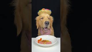 Today I ate sausage with eggs and noodles Golden Retriever Cute pet debut plan [upl. by Mirabel]