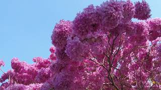 20210204洋紅風鈴木（Tabebuia rosea） 高雄民裕街 ＠Kaohsiung  Taiwan DJI Pocket 2 [upl. by Olnton]