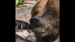 A Massive Grizzly Kills A Grizzly Hunter [upl. by Hesky]