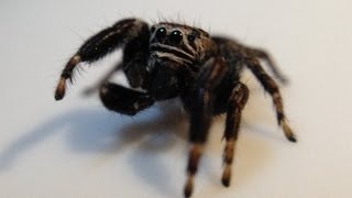 Skakun mały skaczący pajączek Jumping spider  macro Full HD [upl. by Alisan]