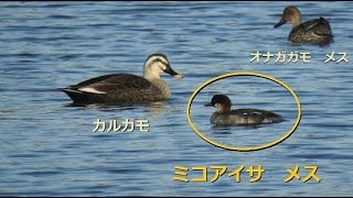 ミコアイサの餌取り （Mergus albellus） луток smew [upl. by Carlyn]