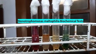 Stenotrophomonas maltophilia Biochemical Tests Demonstrations [upl. by Ettevroc]