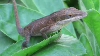 Green Anole Changing Color [upl. by Houston]