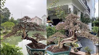 The Desmodium Bonsai Viet Nam Linh Sam [upl. by Mcgregor]