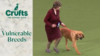 Vulnerable Breeds Competition Final  Crufts 2024 [upl. by Earleen559]