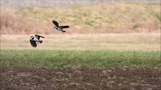 Balzflug der Kiebitze  Display flight of lapwings [upl. by Akym]